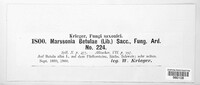Marssonina betulae image